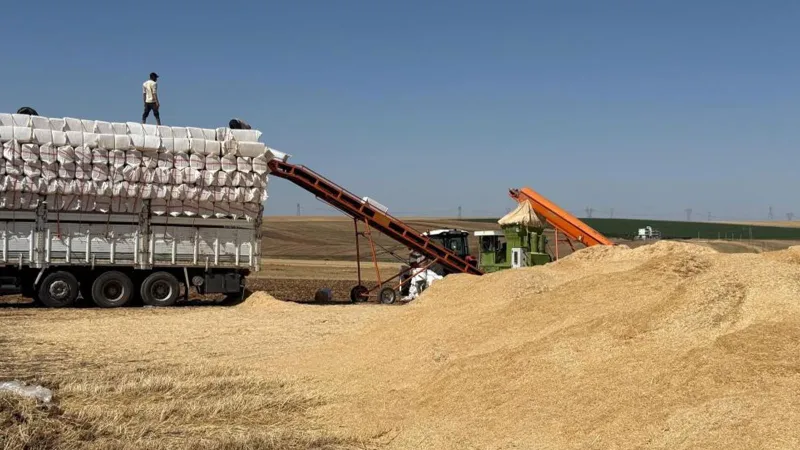 Diyarbakır'da Cehennem Sıcağında Saman Yüklüyorlar! Şok Detaylar