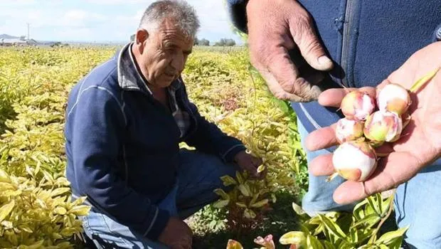 Hollanda'dan Yozgat'a getirdi! Bir gecede bütün emeği yok oldu