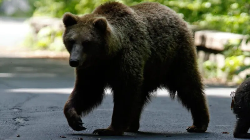 Japonya'da umumi tuvaletten çıkan yaşlı adama ayı saldırdı