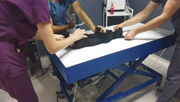 Kedileri Av Tüfeğiyle Öldüren Komşuya Şok Dava! Cezası Ne Olacak?