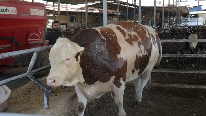 Kurban Pazarının Kralı! 1200 Kiloluk Dana Kaça Satıldı?