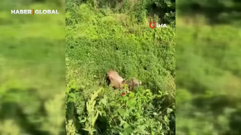 Kurbanlıklar kaçtı, vatandaşlar yakalamaya çalıştı