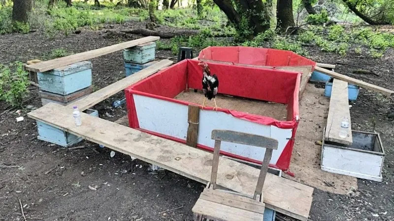Muğla’da horoz dövüşü skandalı: Hayvanları Koruma Derneği Başkanı da operasyonda yakalandı