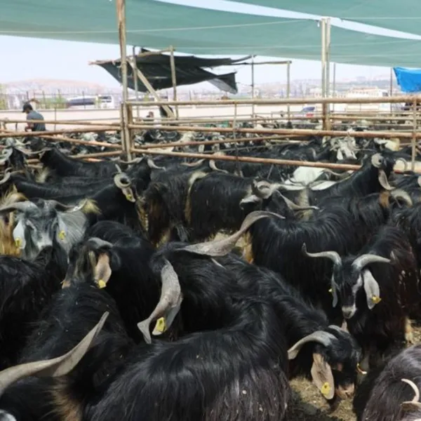 Elazığ Kurban Kesim Alanı Nerede? İşte Cevabı!
