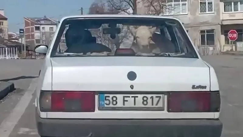 Sivas'ta Şaşkınlık Yaratan Anlar: Buzağıyı Otomobille Veterinerde!