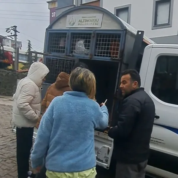 Ordu'da Yavru Köpekleri Ezen Sürücü Kaçtı: İki Köpek Yaralandı