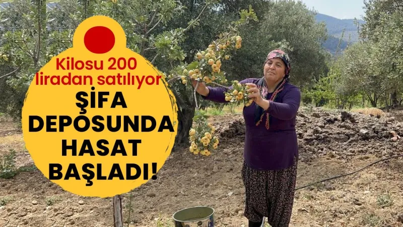 Şifa deposunda hasat başladı! Kilosu 200 liradan satılıyor