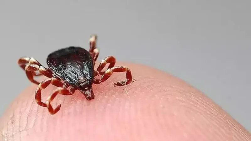 Sivas'ta kene can aldı: 1,5 yaşındaki çocuk öldü