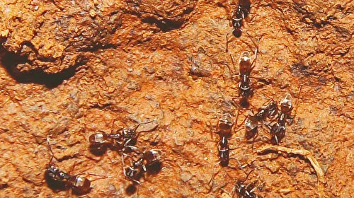 Tapinoma karıncası Avrupa'yı istila ediyor
