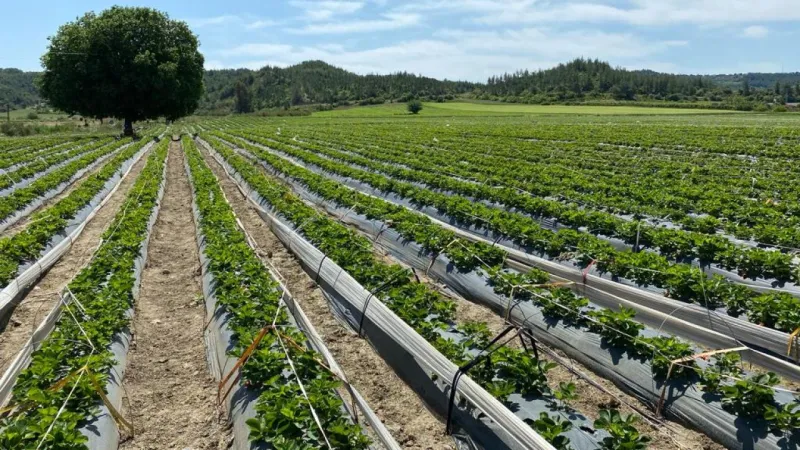 Tarım Hibelerinde Rekor! 70 Milyon Euro Yatırım Fırsatı