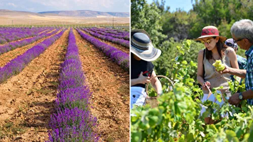 Tatil tercihinde yeni trend 'tarım turizmi'